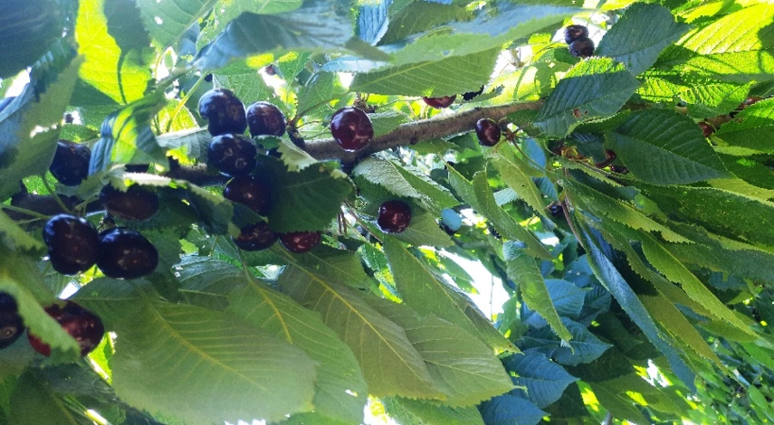 черешня формирование