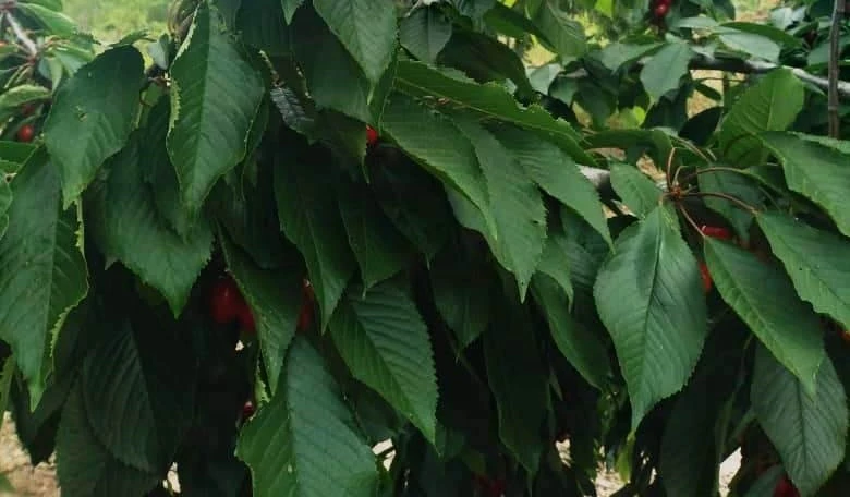 черешня уход и размножение