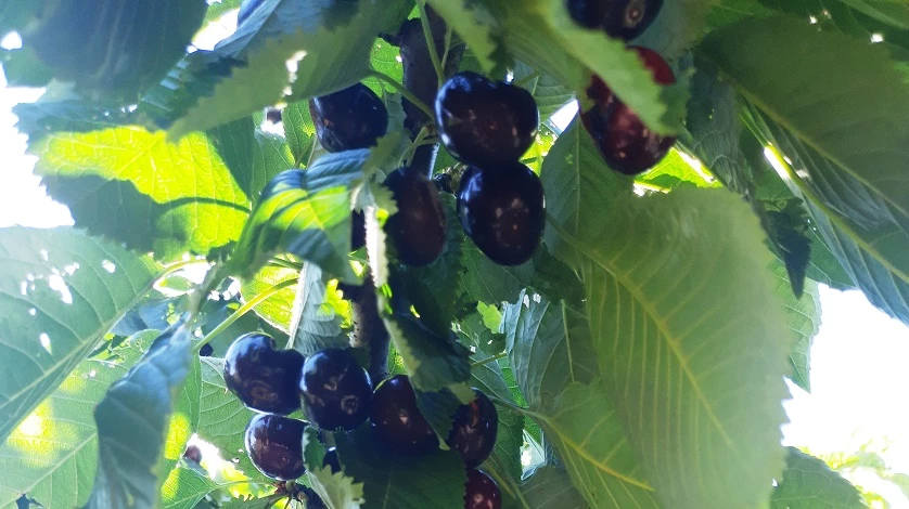 как размножить черешню