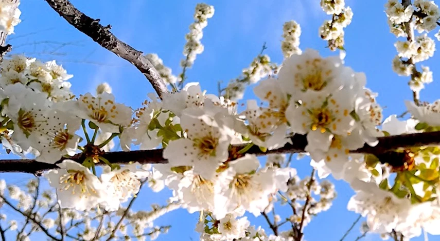 полив абрикоса