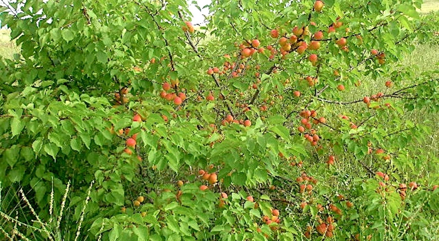 как вырастить абрикос