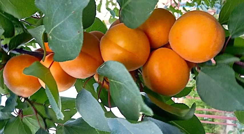 подкормить абрикос