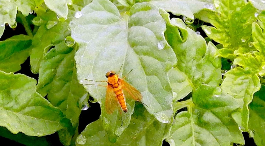 почему рассада вялая