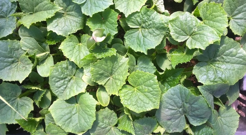 рассада вянет и падает что делать