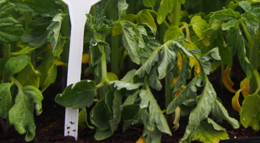 рассада помидор вянет