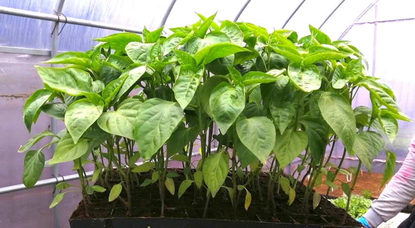 рассада завяла