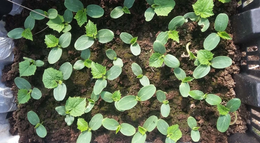 почему рассада вянет на подоконнике