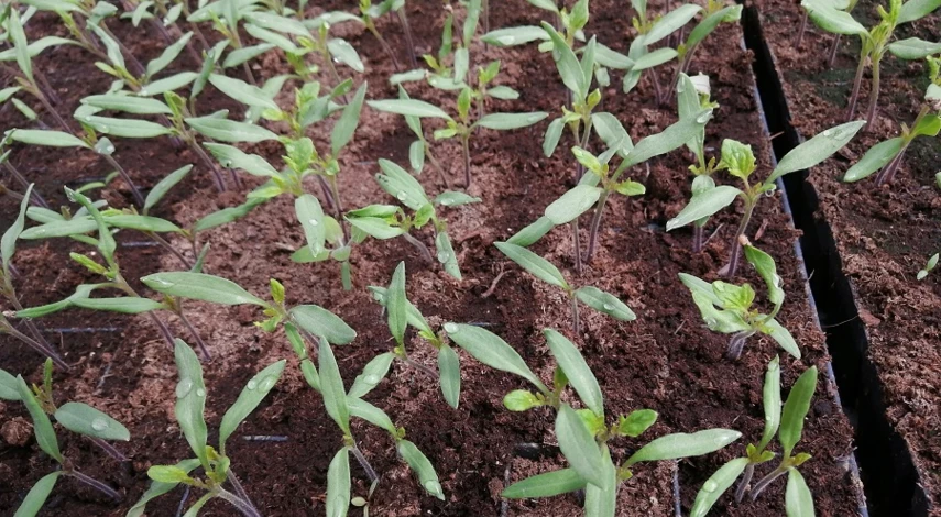 рассада вянет и падает