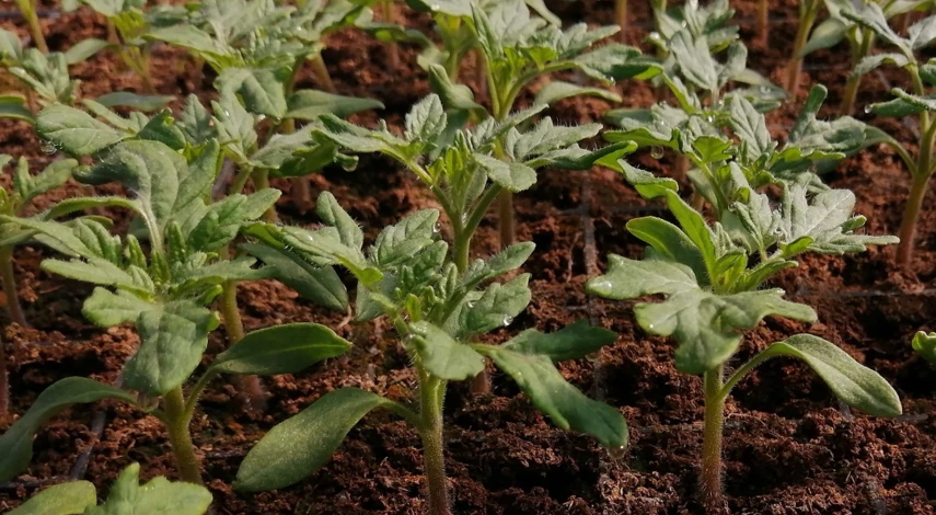 вянут листья у рассады