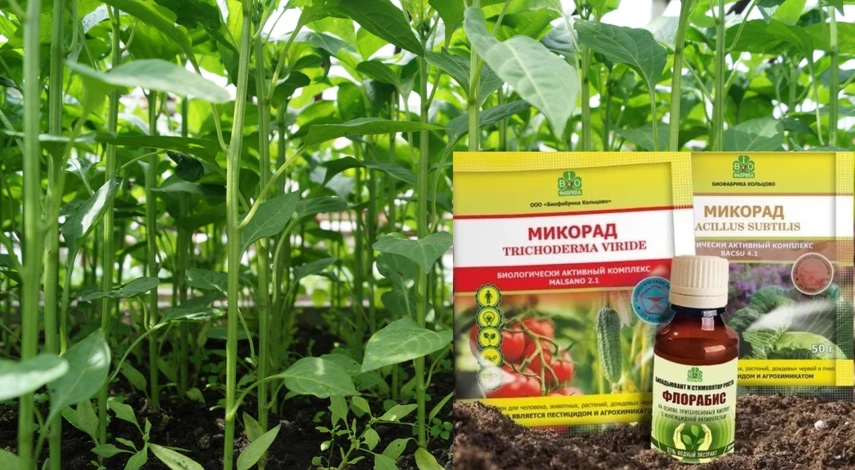 абис плодородная почва без болезней