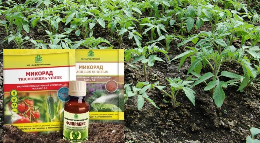 набор плодородная почва без болезней