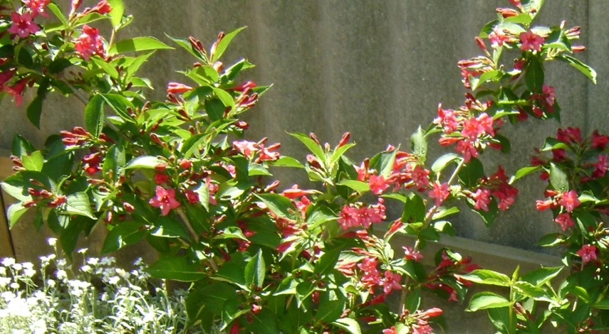 вейгела как посадить