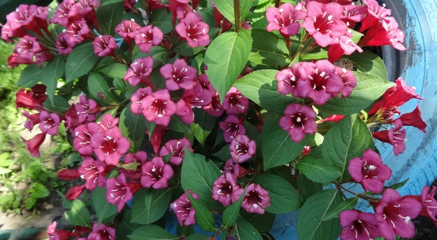 вейгела как ухаживать