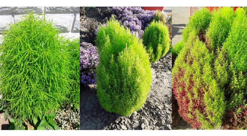 кохия выращивание