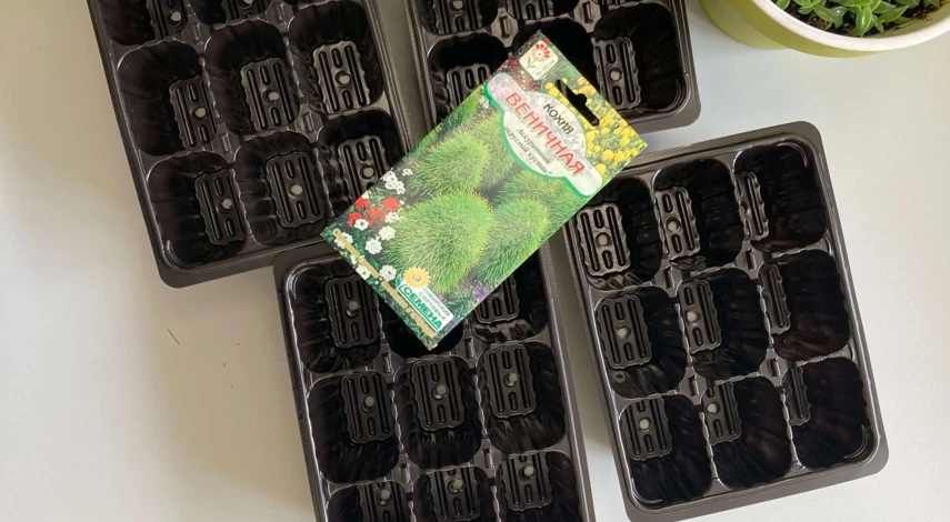 кохия семена рассада