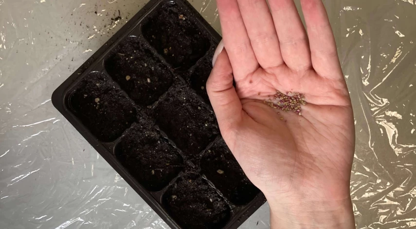 кохия выращивание из семян