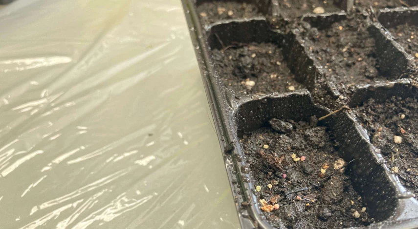 когда сеять кохию