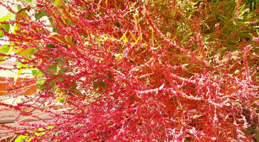 кохия выращивание из семян на рассаду