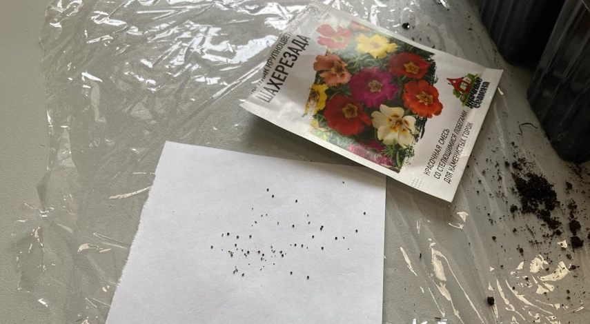 портулак выращивание из семян