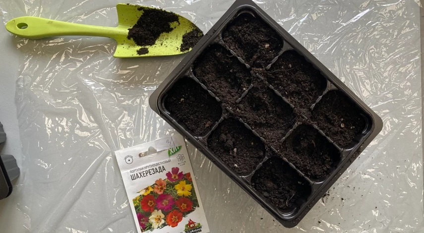 когда сеять портулак