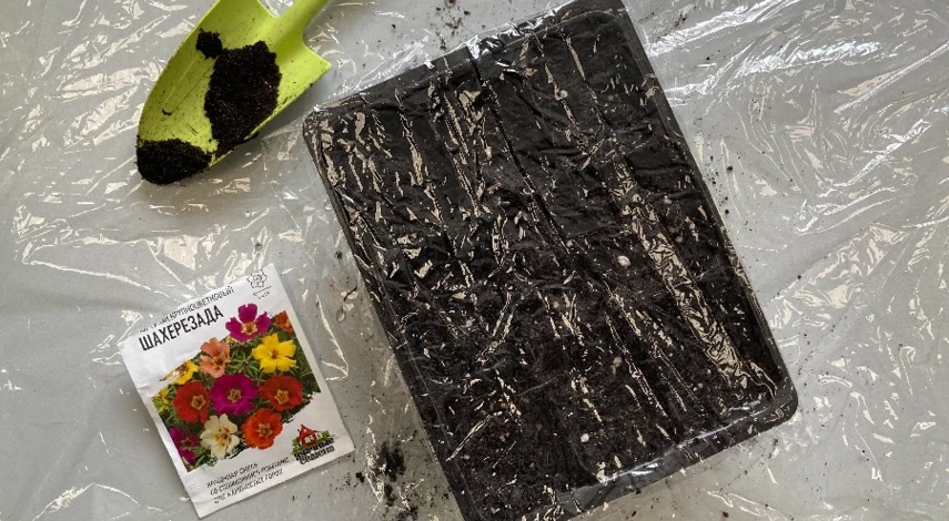 когда сажать портулак на рассаду