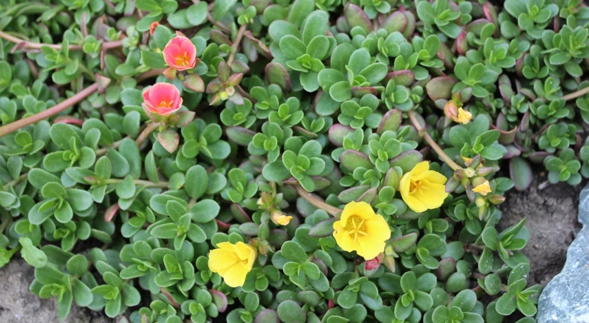 как вырастить портулак