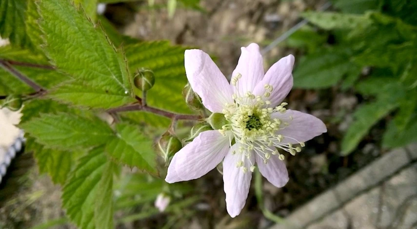 посадка ежевики весной