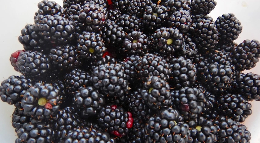 посадка саженца ежевики