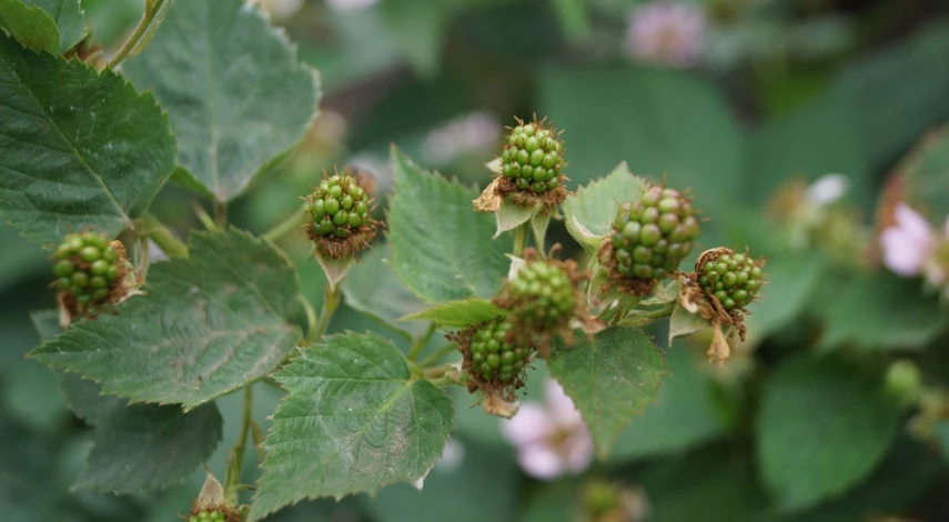 ежевика садовая посадка