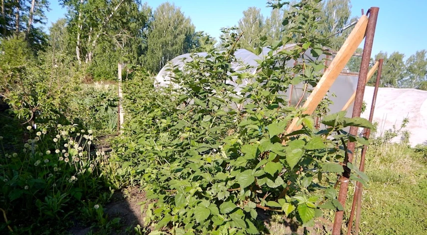 посадка ежевики весной саженцами