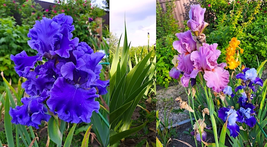 посадка ирисов