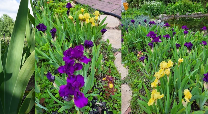 ирисы посадка и уход