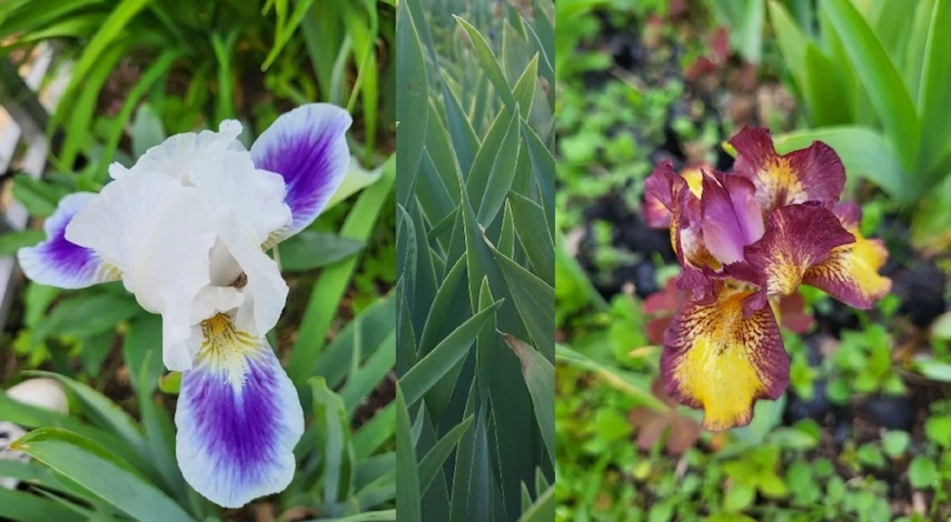 ирисы грунт посадка