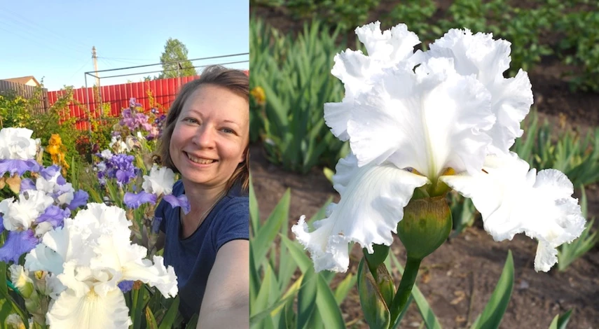 ирис посадка в открытый грунт