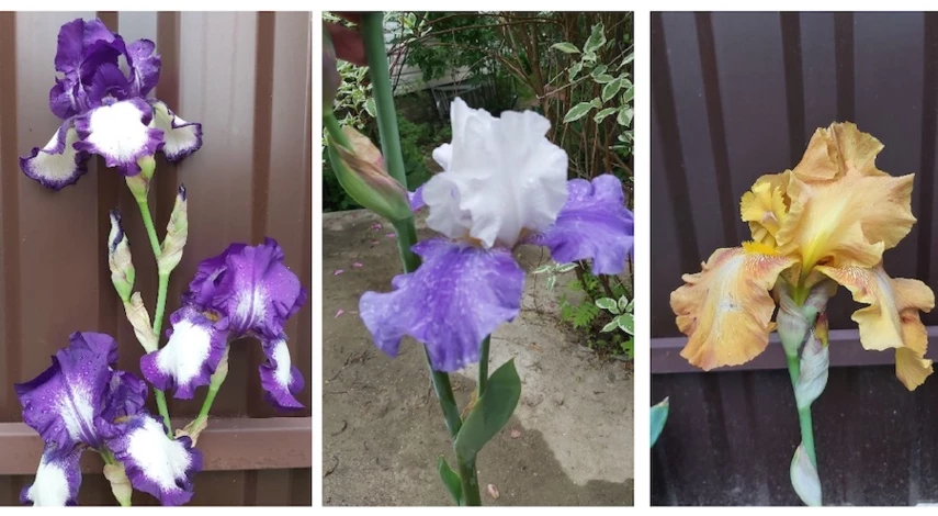 ирисы посадка и уход в открытом