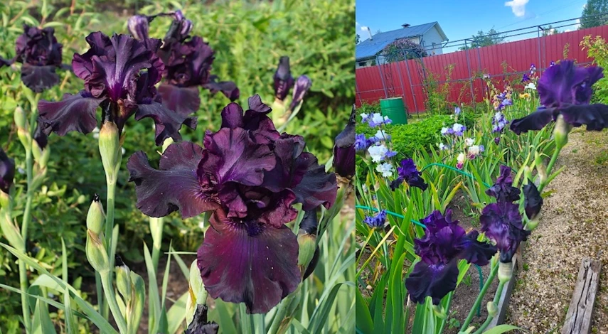 Посадка ирисов весной