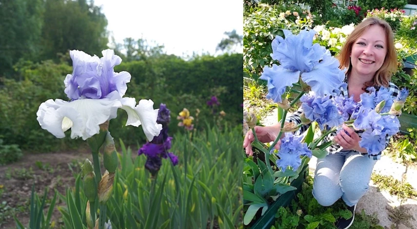 посадка ирис весной в грунт