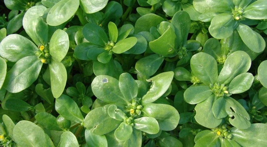 как ухаживать за портулаком в открытом грунте