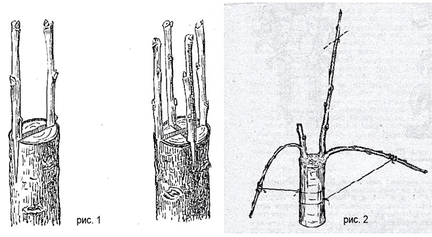 лучшая прививка деревьев