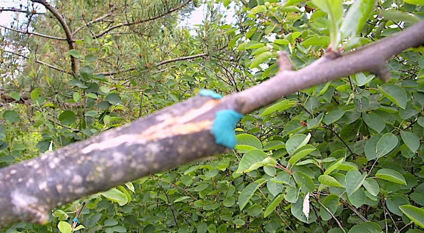 прививка деревьев весной для начинающих