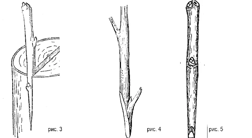 прививка дерева черенком