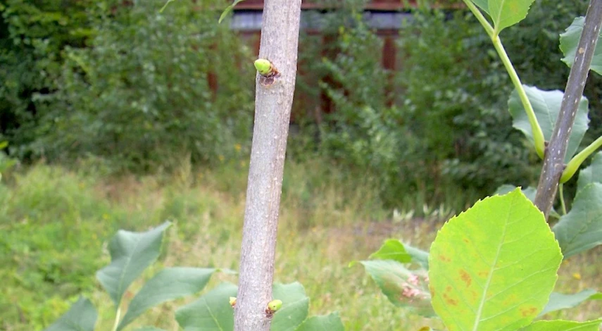 способы прививки деревьев