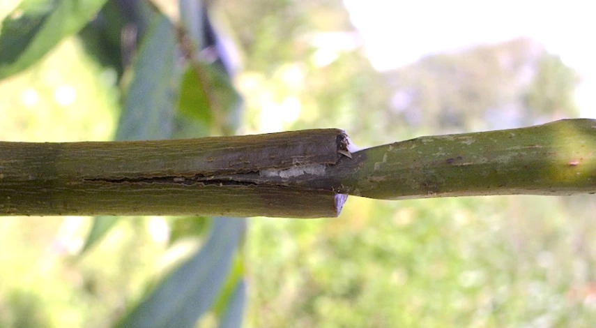 весенняя прививка деревьев