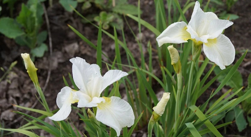 ирис касатик сибирский