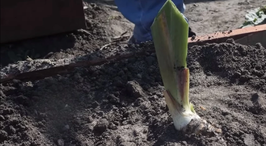 ирис бородатый как сажать