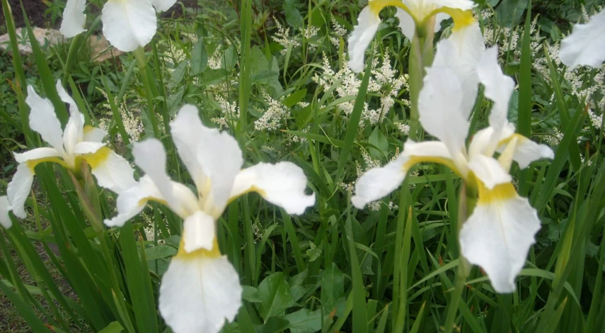 ирис сибирский уход