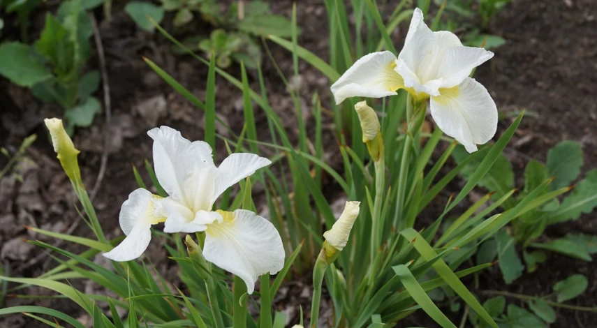 ирис сибирский белый