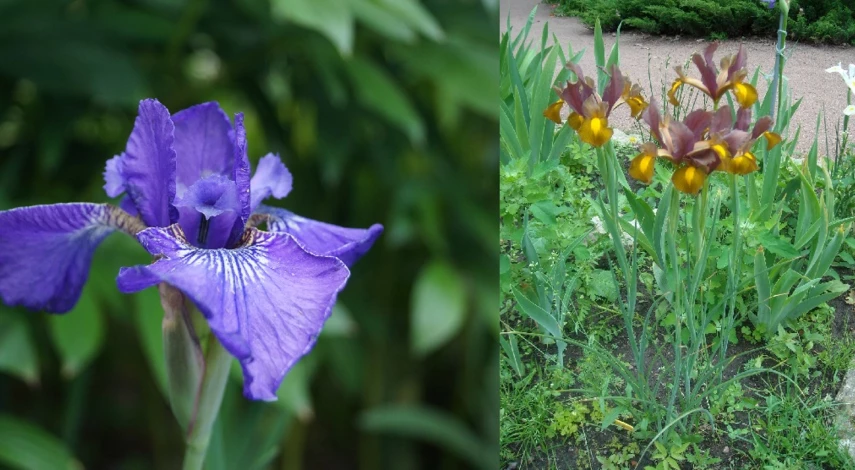 ирис сибирский посадка и уход