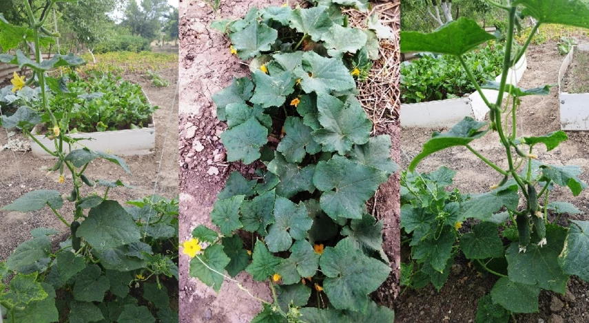 выращивание огурцов в открытом грунте