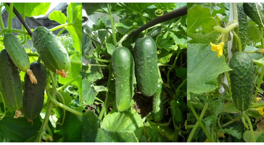 огурцы в открытом грунте